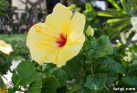 Ko Olina Travel Guide: Resorts, Beaches & Things to Do