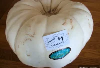 Pumpkin Deals After Halloween