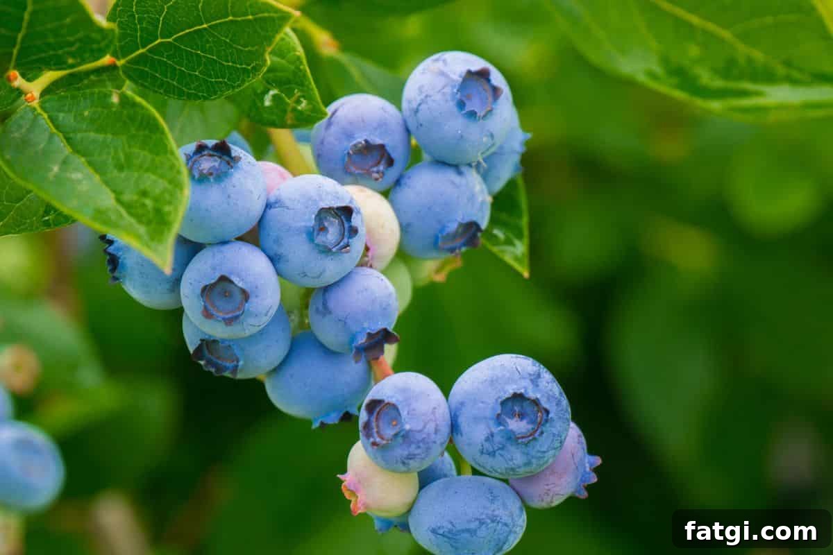 fresh blueberries