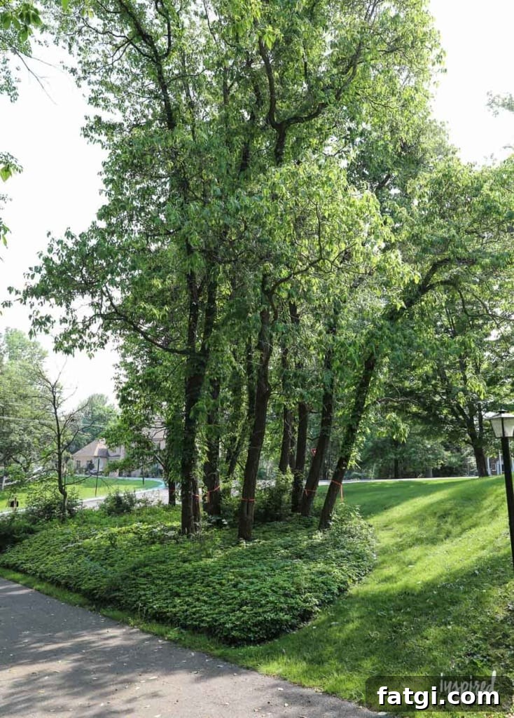 Front Yard Landscaping: Before and After Photos 3 Front Yard Landscaping: The Before #landscaping #frontyard #exterior
