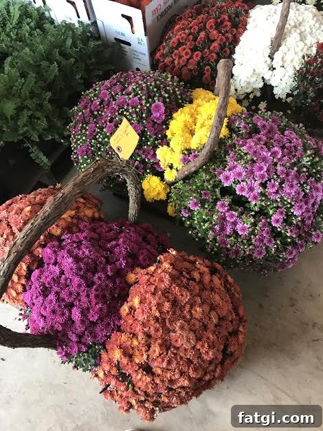Fall mums for sale at the Scioto Valley Produce Auction