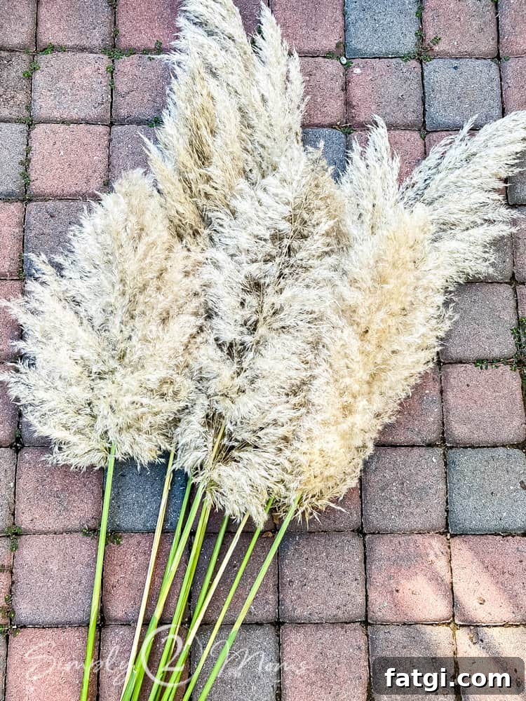 trimmed stems of pampas grass plumes laying on brick sidewalk