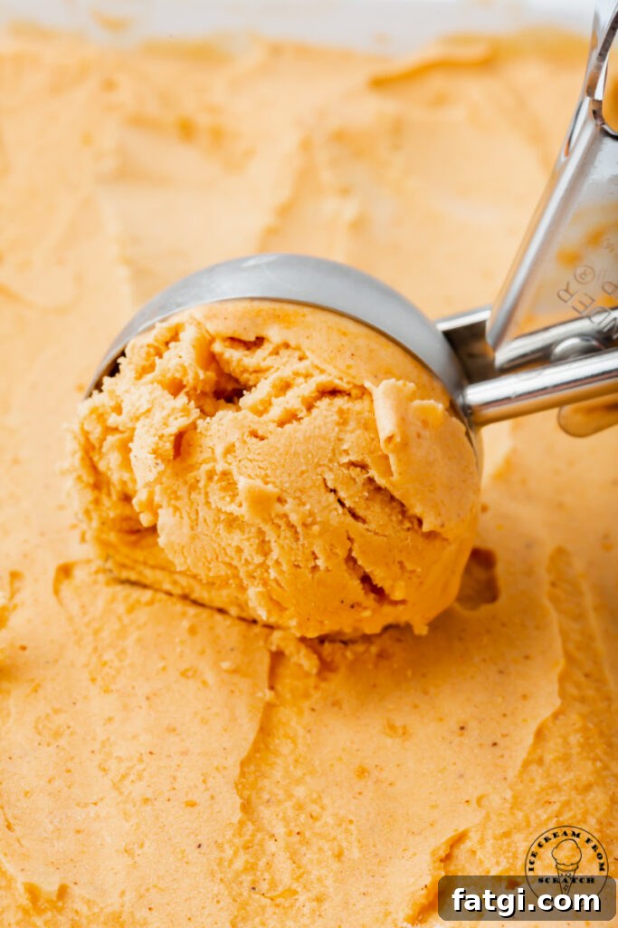 closeup view of pumpkin spice ice cream, being scooped by a metal ice cream scoop
