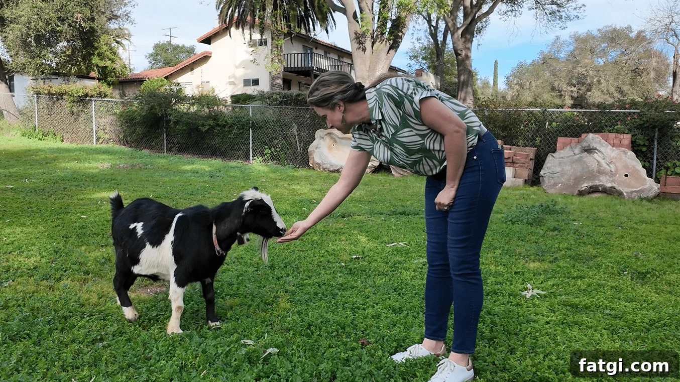 Natural Weed Control Guide for Gardens and Lawns 9 Goats used for natural weed control and grazing