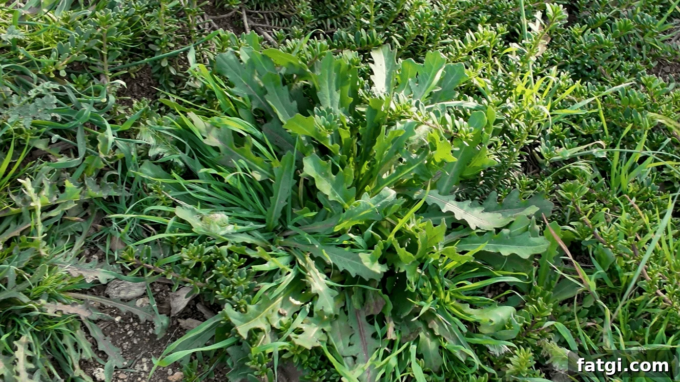 Natural Weed Control Guide for Gardens and Lawns 10 Dandelion greens as edible weeds in a natural garden
